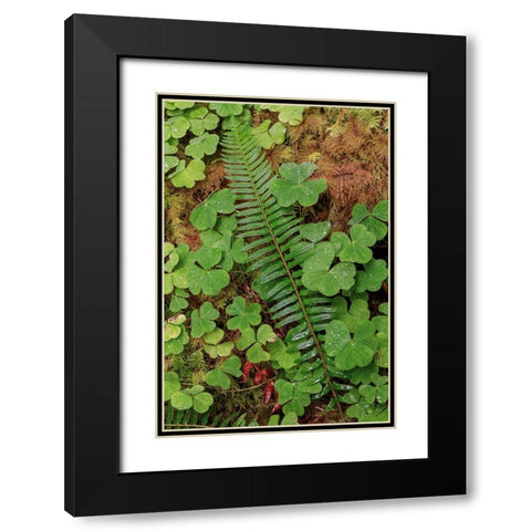 Ferns and sorrel on forest floor-Hoh Rainforest-Olympic National Park-Washington State Black Modern Wood Framed Art Print with Double Matting by Jones, Adam