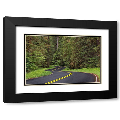 Curving road though lush forest-Olympic National Park-Washington State Black Modern Wood Framed Art Print with Double Matting by Jones, Adam