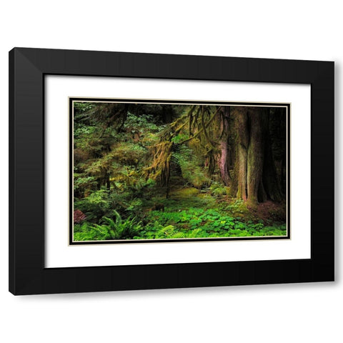 Big Leaf Maple tree draped with Club Moss-Hoh Rainforest-Olympic National Park-Washington State Black Modern Wood Framed Art Print with Double Matting by Jones, Adam