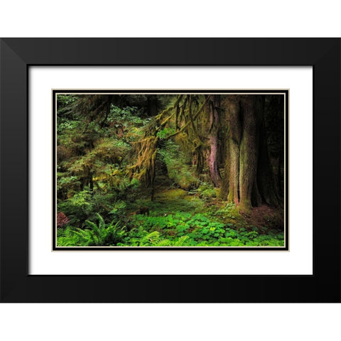 Big Leaf Maple tree draped with Club Moss-Hoh Rainforest-Olympic National Park-Washington State Black Modern Wood Framed Art Print with Double Matting by Jones, Adam