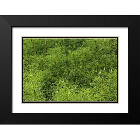 Horsetail ferns-Hoh Rainforest-Olympic National Park-Washington State Black Modern Wood Framed Art Print with Double Matting by Jones, Adam