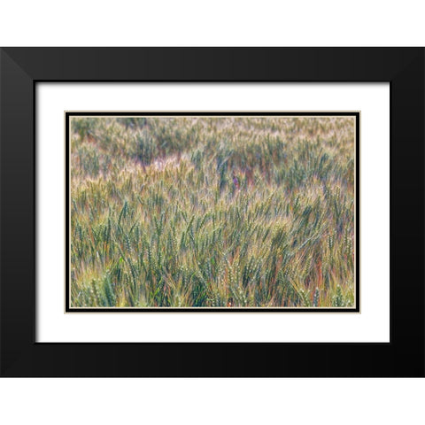 Wheat crop close-up-Palouse region of eastern Washington State Black Modern Wood Framed Art Print with Double Matting by Jones, Adam