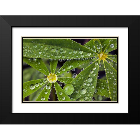 Lupine leaves and raindrops-Olympic National Park-Washington State Black Modern Wood Framed Art Print with Double Matting by Jones, Adam