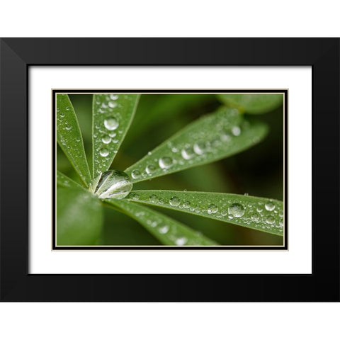 Lupine leaves and raindrops-Olympic National Park-Washington State Black Modern Wood Framed Art Print with Double Matting by Jones, Adam