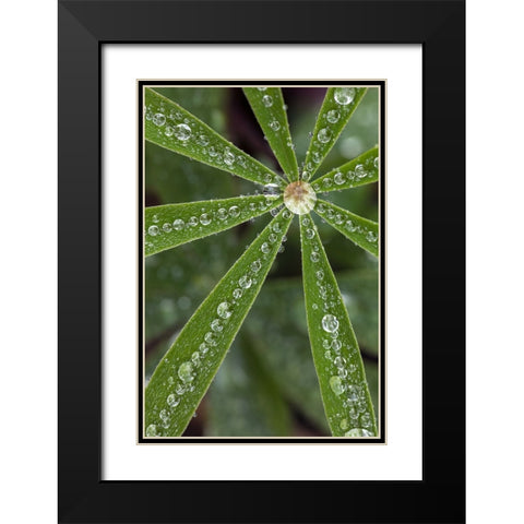 Lupine leaves and raindrops-Olympic National Park-Washington State Black Modern Wood Framed Art Print with Double Matting by Jones, Adam