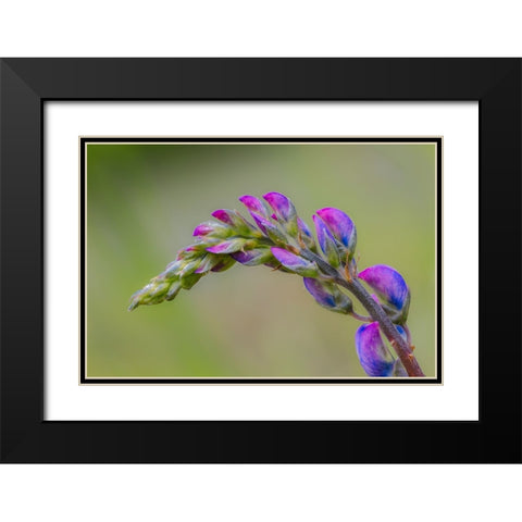 Lupine flower opening up-Olympic National Park-Washington State Black Modern Wood Framed Art Print with Double Matting by Jones, Adam