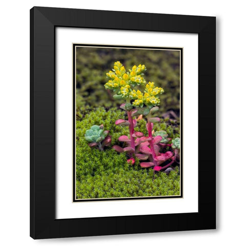 Broadleaf stonecrop-Olympic National Park-Washington State Black Modern Wood Framed Art Print with Double Matting by Jones, Adam