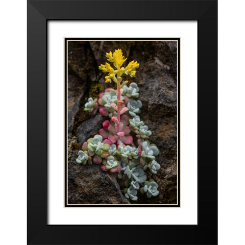 Broadleaf stonecrop-Olympic National Park-Washington State Black Modern Wood Framed Art Print with Double Matting by Jones, Adam