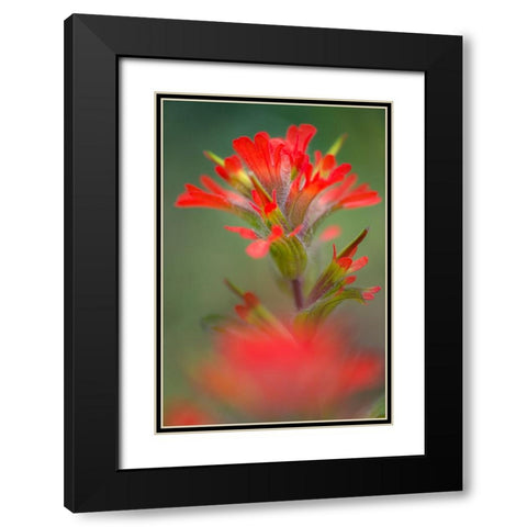 Indian paintbrush-Olympic National Park-Washington State Black Modern Wood Framed Art Print with Double Matting by Jones, Adam