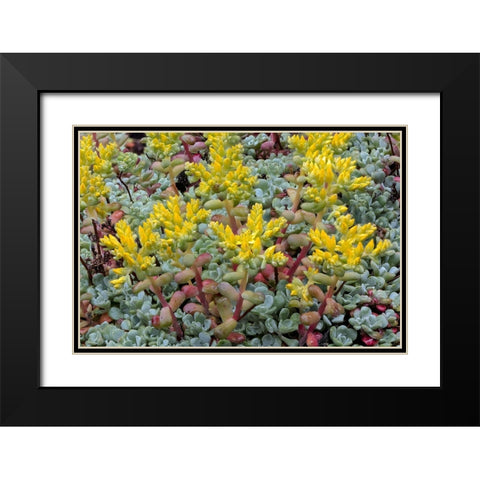 Broadleaf stonecrop-Olympic National Park-Washington State Black Modern Wood Framed Art Print with Double Matting by Jones, Adam