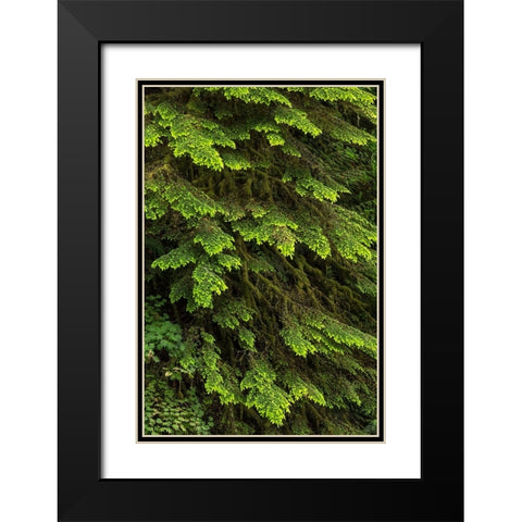 Western hemlock tree-Hoh Rainforest-Olympic National Park-Washington State Black Modern Wood Framed Art Print with Double Matting by Jones, Adam