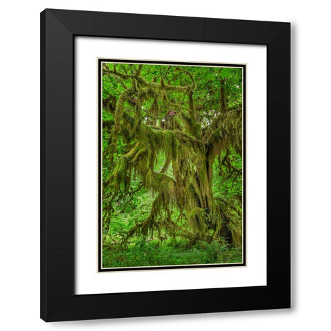 Big Leaf Maple tree draped with Club Moss-Hoh Rainforest-Olympic National Park-Washington State Black Modern Wood Framed Art Print with Double Matting by Jones, Adam