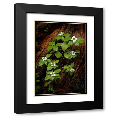 Dogwood bunchberry-Olympic National Park-Washington State Black Modern Wood Framed Art Print with Double Matting by Jones, Adam