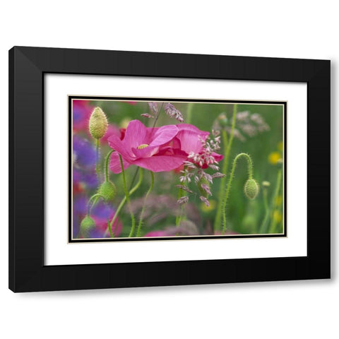 Washington, Bellingham, Shirley poppies Black Modern Wood Framed Art Print with Double Matting by Satushek, Steve