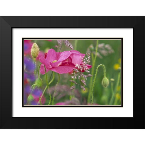 Washington, Bellingham, Shirley poppies Black Modern Wood Framed Art Print with Double Matting by Satushek, Steve