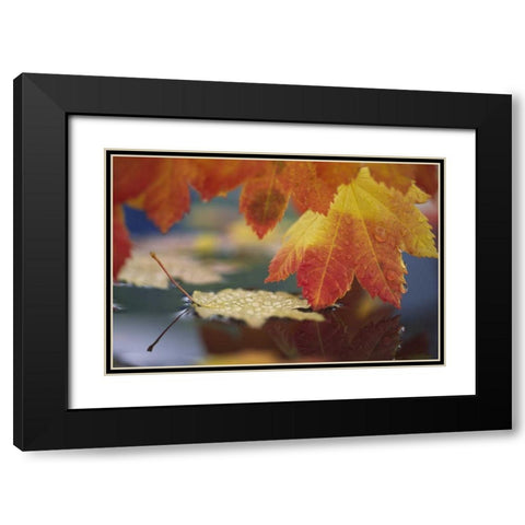 WA, Bellingham, Autumn vine maple leaves Black Modern Wood Framed Art Print with Double Matting by Satushek, Steve