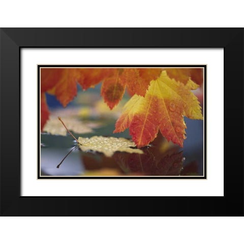 WA, Bellingham, Autumn vine maple leaves Black Modern Wood Framed Art Print with Double Matting by Satushek, Steve
