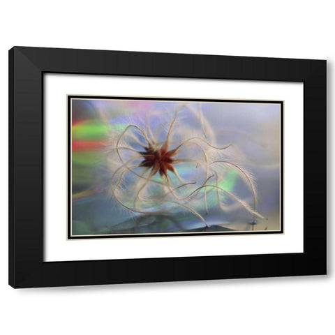 WA, Bellingham, Virgins bower seedhead Black Modern Wood Framed Art Print with Double Matting by Satushek, Steve