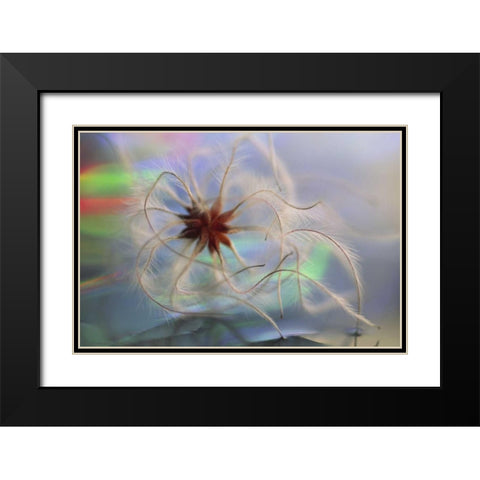 WA, Bellingham, Virgins bower seedhead Black Modern Wood Framed Art Print with Double Matting by Satushek, Steve