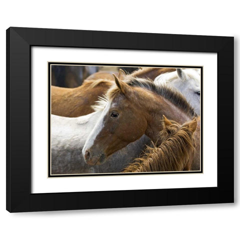 Washington, Malaga, Horse in corral after roundup Black Modern Wood Framed Art Print with Double Matting by Kirkland, Dennis