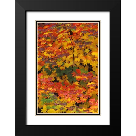 WA, Mt Baker/Snoqualmie NF, Vine maple in fall Black Modern Wood Framed Art Print with Double Matting by Kirkland, Dennis
