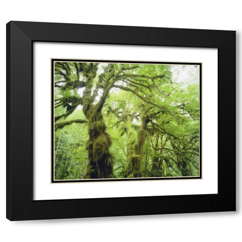 WA, Olympic NP Moss growing from trees Black Modern Wood Framed Art Print with Double Matting by Talbot Frank, Christopher