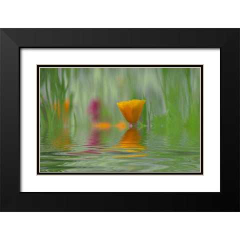 WA, Abstract of California poppy in water Black Modern Wood Framed Art Print with Double Matting by Satushek, Steve