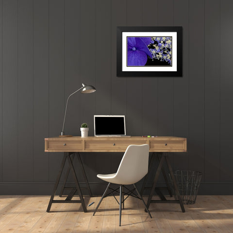 USA, Washington, Seattle Close-up of hydrangea Black Modern Wood Framed Art Print with Double Matting by Ross, Nancy ,  Steve