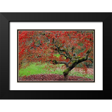 WA, Seattle Japanese maple tree in the Arboretum Black Modern Wood Framed Art Print with Double Matting by Paulson, Don