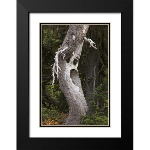 Washington, Mount Rainier NP Spooky ghost tree Black Modern Wood Framed Art Print with Double Matting by Paulson, Don