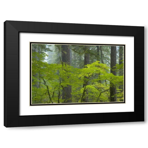 Washington, Mount Rainier NP Ohanapecosh Park Black Modern Wood Framed Art Print with Double Matting by Paulson, Don