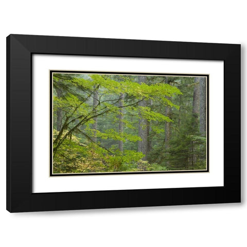 Washington, Mount Rainier NP Ohanapecosh Park Black Modern Wood Framed Art Print with Double Matting by Paulson, Don