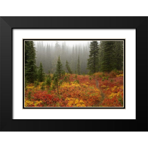 WA, Mount Rainier NP Path through autumn meadow Black Modern Wood Framed Art Print with Double Matting by Paulson, Don