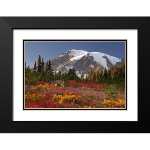 WA, Mount Rainier NP, Deer grazing in meadow Black Modern Wood Framed Art Print with Double Matting by Paulson, Don