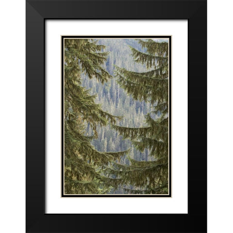 WA, Mountain hemlock trees frame a distant forest Black Modern Wood Framed Art Print with Double Matting by Paulson, Don