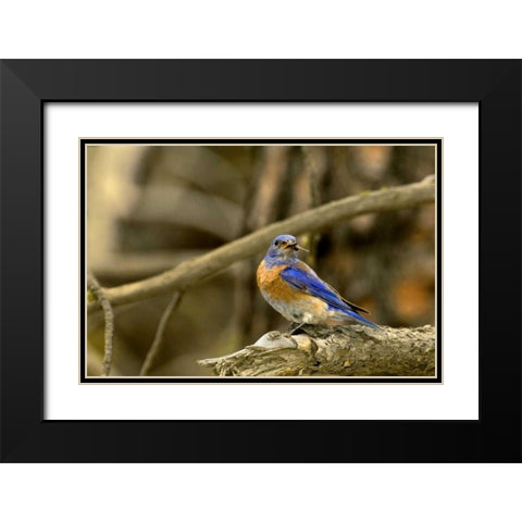 WA, Yakima Western bluebird with food for chicks Black Modern Wood Framed Art Print with Double Matting by Welling, Dave