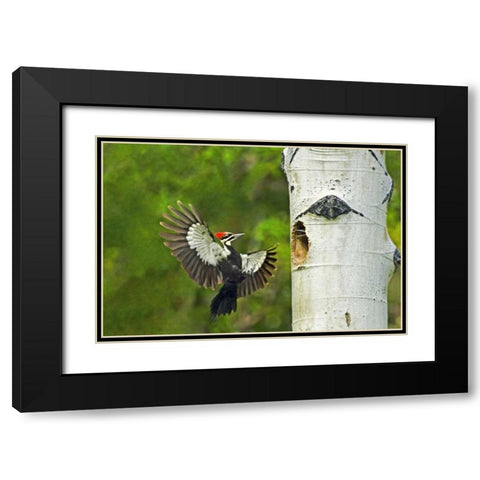 WA, YakimaPleated woodpecker at nest with chicks Black Modern Wood Framed Art Print with Double Matting by Welling, Dave