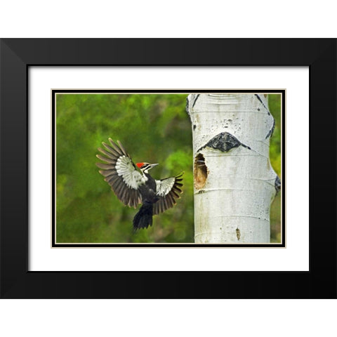 WA, YakimaPleated woodpecker at nest with chicks Black Modern Wood Framed Art Print with Double Matting by Welling, Dave
