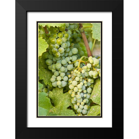 WA, Quincy Detail of Semillon grapes in vineyard Black Modern Wood Framed Art Print with Double Matting by Ross, Nancy ,  Steve