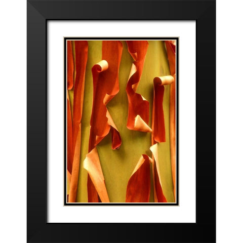 WA, Olympic NP Pacific Madrone tree bark detail Black Modern Wood Framed Art Print with Double Matting by Welling, Dave
