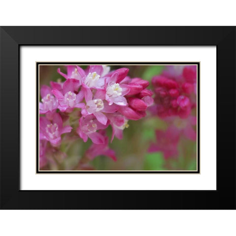 USA,WA, Red-flowering current shrub in spring Black Modern Wood Framed Art Print with Double Matting by Paulson, Don