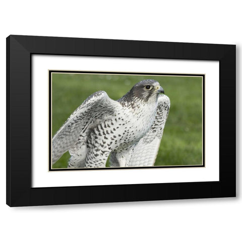 USA,Washington,Seattle Close-up of Gyrfalcon Black Modern Wood Framed Art Print with Double Matting by Paulson, Don