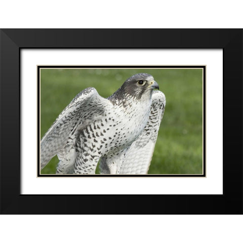 USA,Washington,Seattle Close-up of Gyrfalcon Black Modern Wood Framed Art Print with Double Matting by Paulson, Don