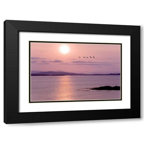 WA, San Juan Isl Birds flying at sunset Black Modern Wood Framed Art Print with Double Matting by Paulson, Don