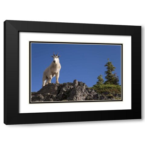 Olympic NP, Klahhane Ridge Male mountain goat Black Modern Wood Framed Art Print with Double Matting by Paulson, Don