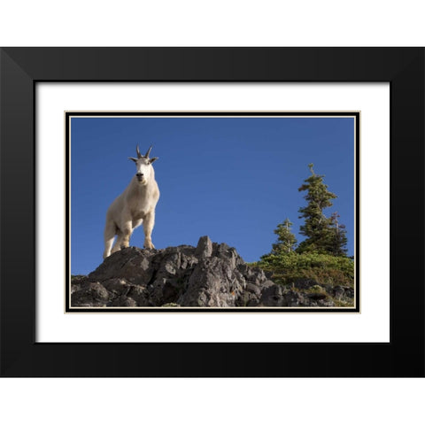 Olympic NP, Klahhane Ridge Male mountain goat Black Modern Wood Framed Art Print with Double Matting by Paulson, Don