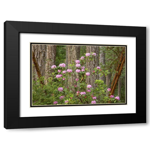 WA, Seabeck Rhododendron flowers grow in forest Black Modern Wood Framed Art Print with Double Matting by Paulson, Don