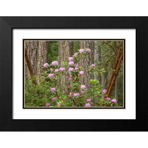 WA, Seabeck Rhododendron flowers grow in forest Black Modern Wood Framed Art Print with Double Matting by Paulson, Don