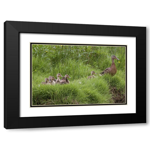 USA, Washington, Seabeck Mother duck with babies Black Modern Wood Framed Art Print with Double Matting by Paulson, Don