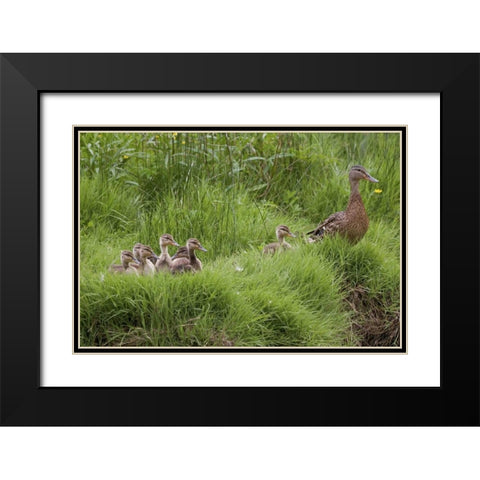 USA, Washington, Seabeck Mother duck with babies Black Modern Wood Framed Art Print with Double Matting by Paulson, Don